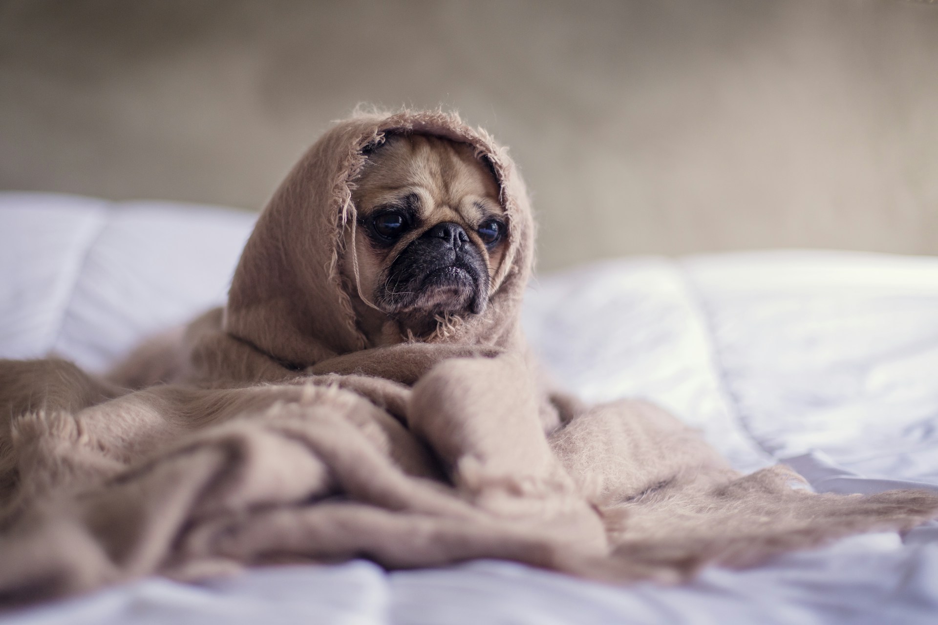 Cute pug wrapped up in a brown blanket on a bed